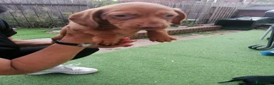 Dachshund 2