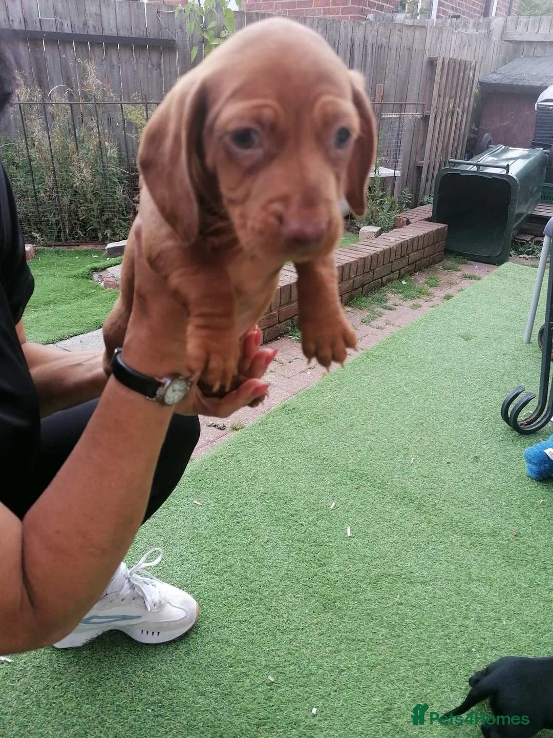 Dachshund dogs for sale: 4 dachshund puppies ! - Advert 2