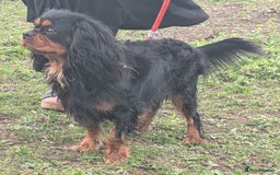 Cavalier King Charles Spaniel dogs for sale: KC Health Tested Black/Tan Male Cavalier 2 years - Image 4