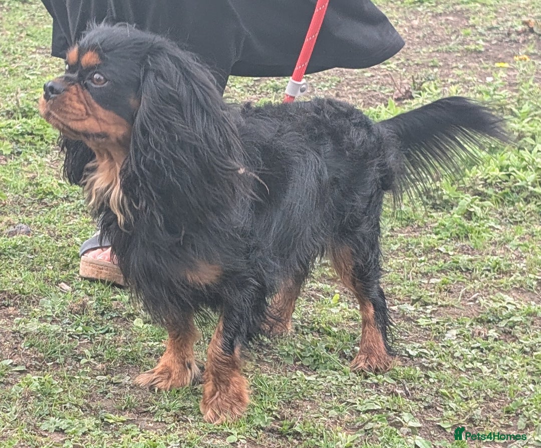 Cavalier King Charles Spaniel dogs for sale: KC Health Tested Black/Tan Male Cavalier 2 years - Image 4