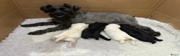 Miniature Schnauzer dogs for sale: KC Registered Miniature Schnauzer Puppies For Sale - Advert 4