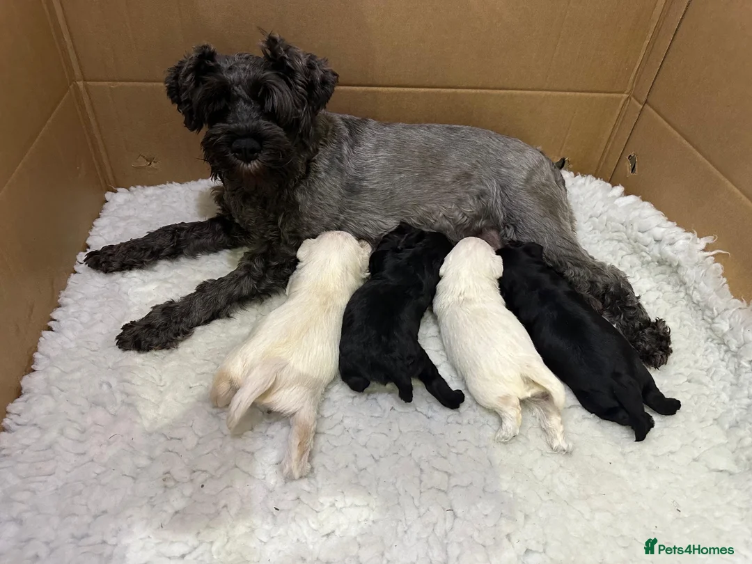 Miniature Schnauzer dogs for sale: KC Registered Miniature Schnauzer Puppies For Sale - Advert 4