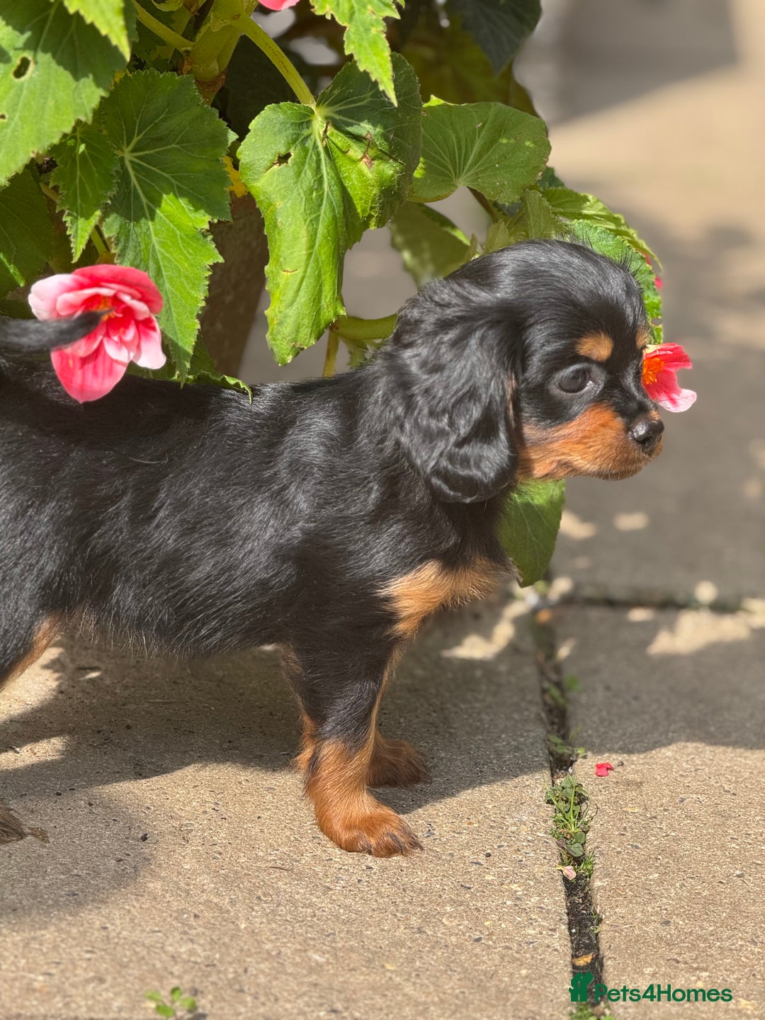 Cavapoo dogs for sale: Cavapoo rare black &tan health tested  - Image 14