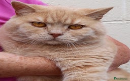 British Shorthair cats for sale: Cream Friendly kitten - Image 12