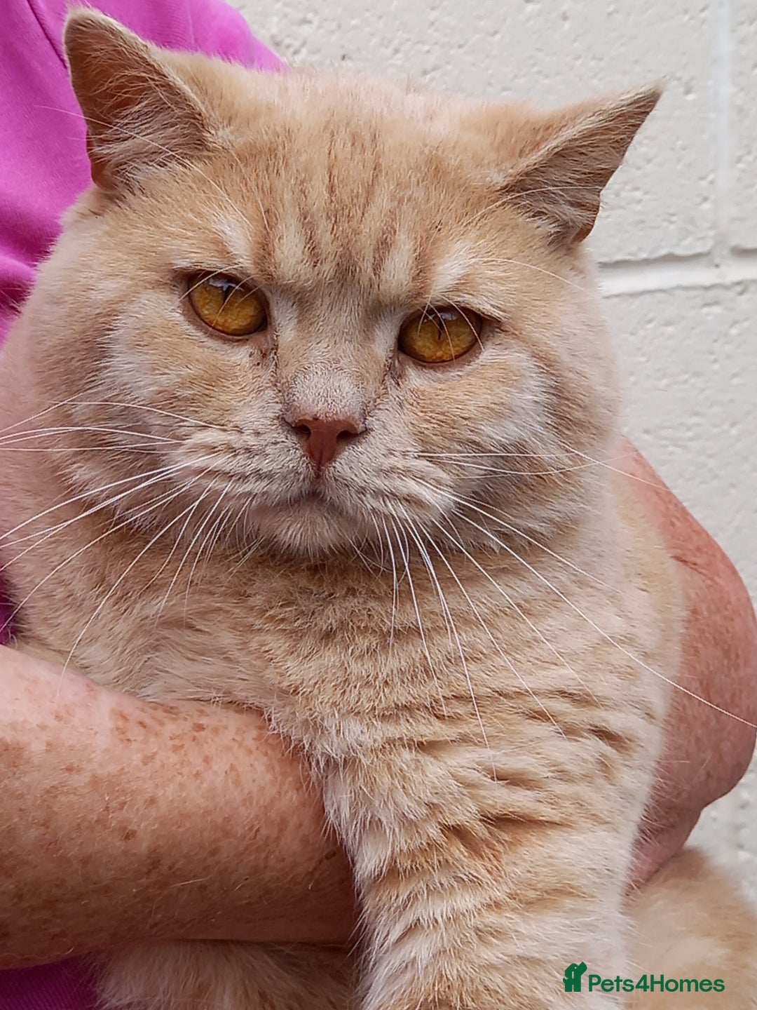 British Shorthair cats for sale: Cream Friendly kitten - Image 12
