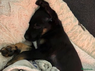 Borador dogs 12 weeks old chase - Advert 1