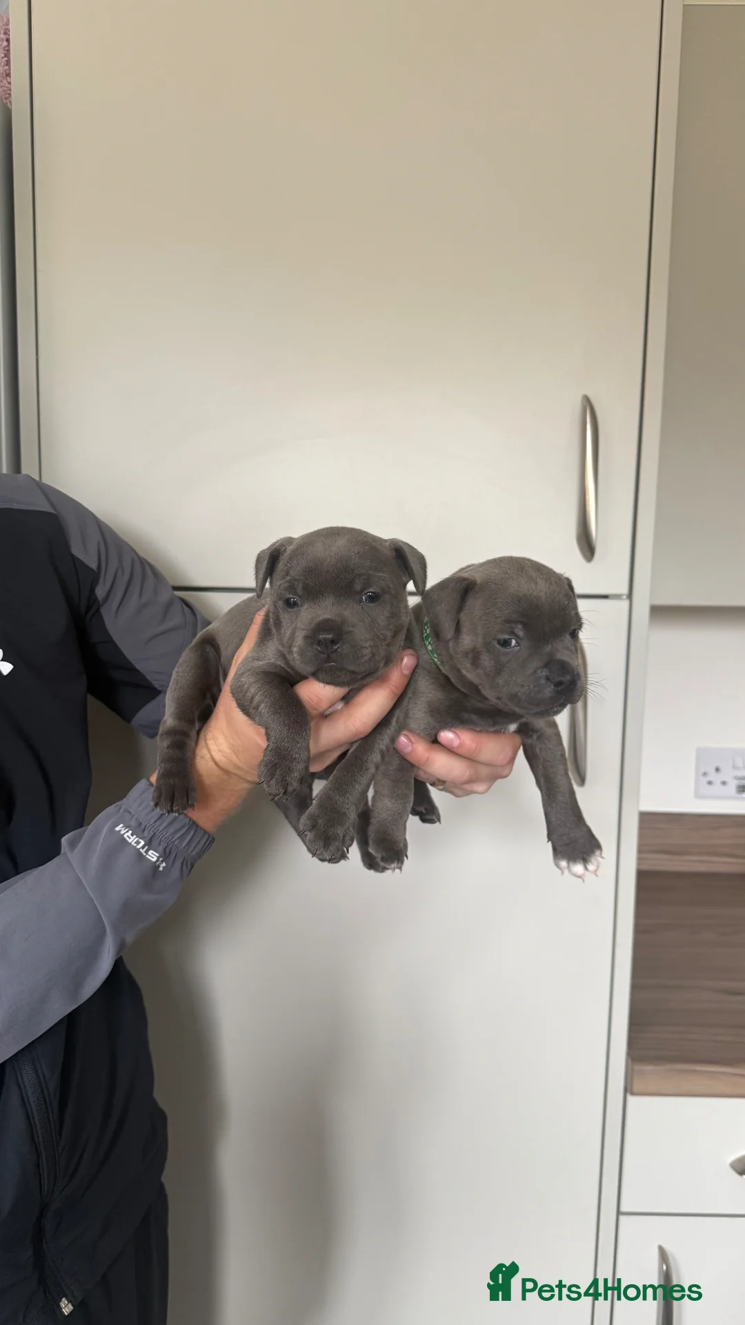 Staffordshire Bull Terrier dogs for sale: KC REG STAFFORDSHIRE BULLTERRIER in Walsall - Advert 1