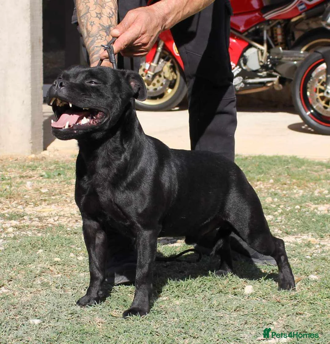 Staffordshire Bull Terrier dogs for stud: 🏆EXCLUSIVE GRAND CHAMPION BLACK BLUE GENE STUD🏆 in Basingstoke - Advert 3