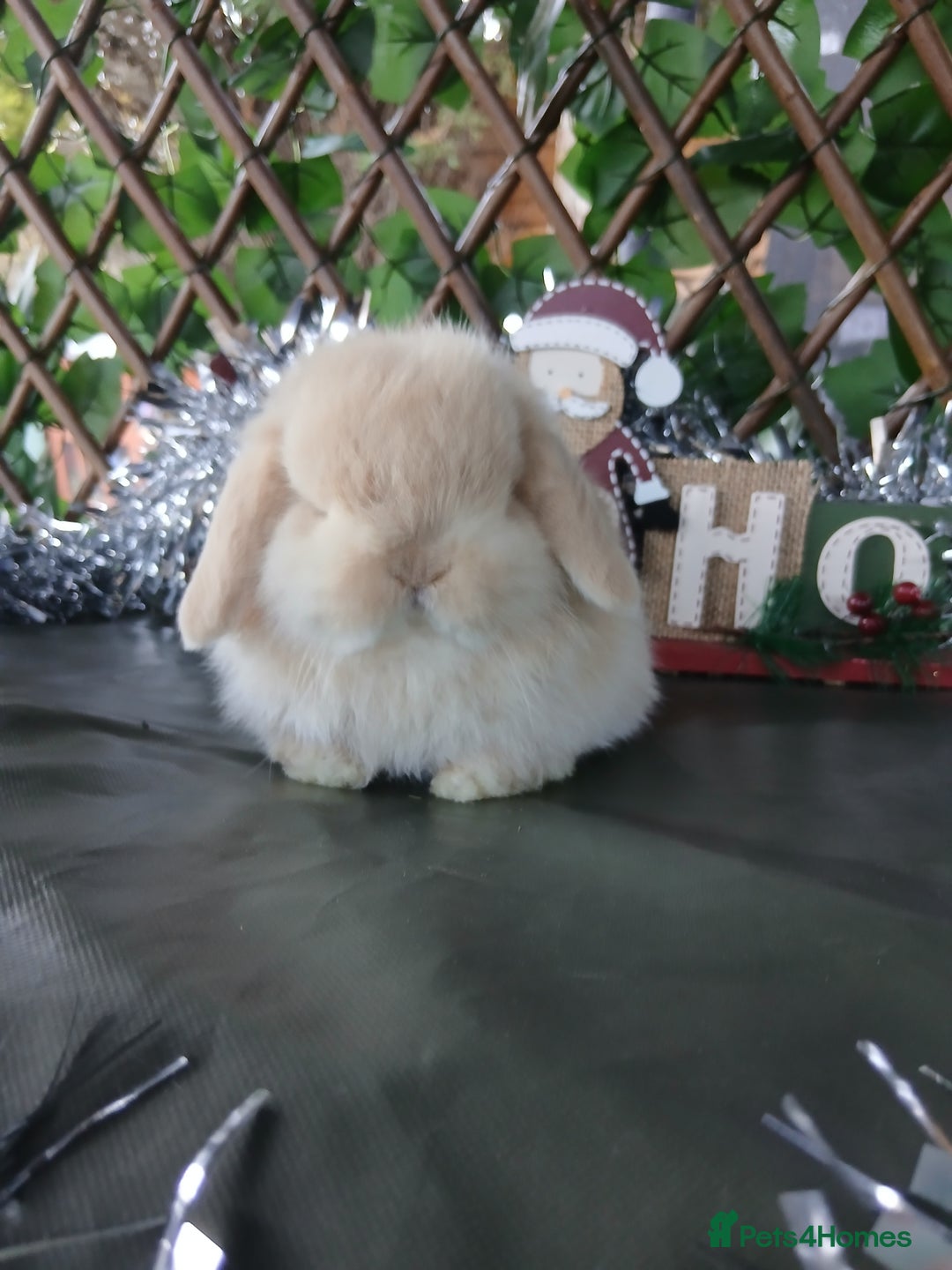 Mini Lop rabbits for sale: Pure mini lop babies - Advert 1