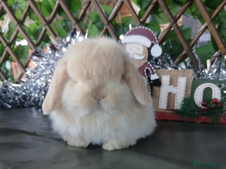 Mini Lop rabbits Pure mini lop babies - Advert 1