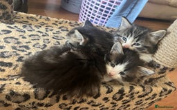 British Shorthair cats for sale: Ready for a loving home now  - Image 22