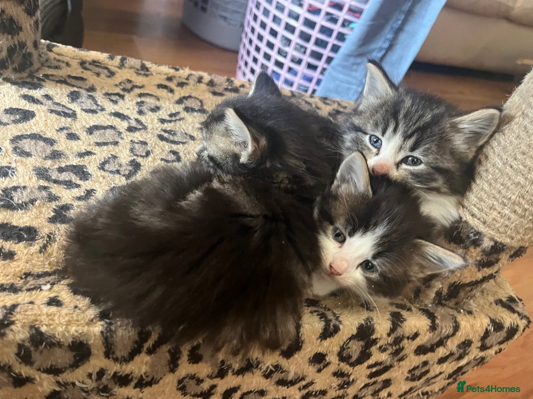British Shorthair cats for sale: Ready for a loving home now  - Image 22