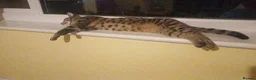 Mixed Breed cats for sale: X2 female tabby kittens in Basingstoke - Advert 13
