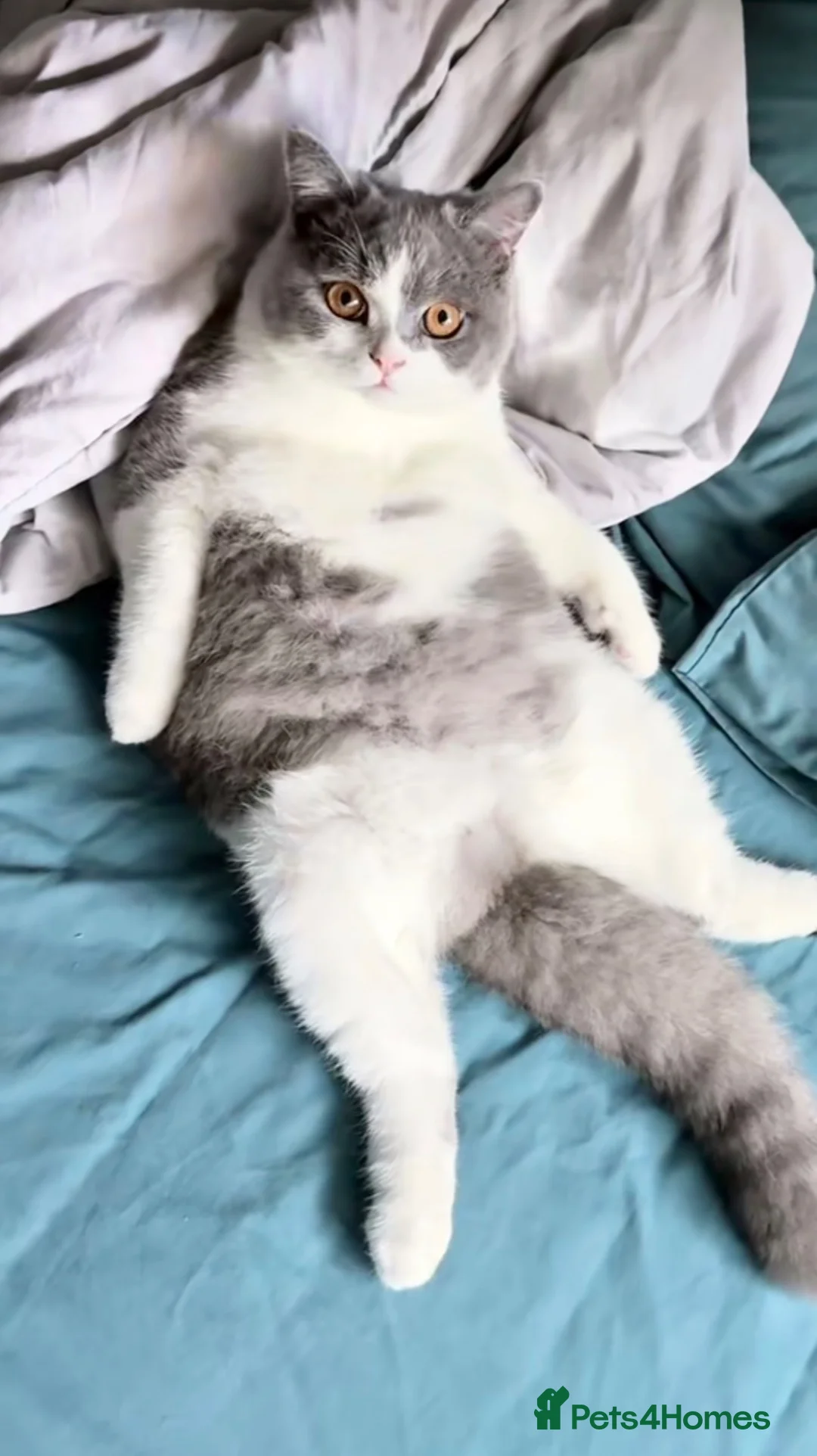 British Shorthair cats for sale: Chunky Bi-Colour Male British shorthair Kitten  - Advert 12