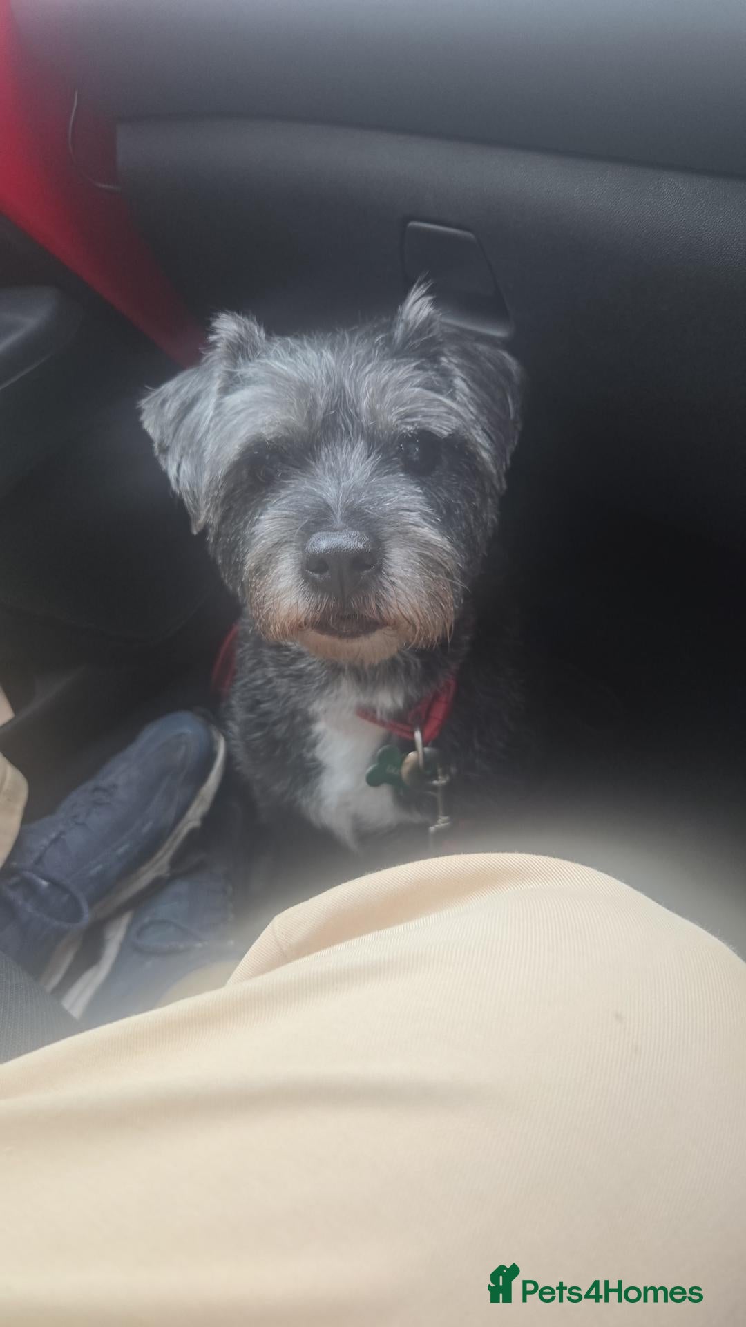 Border Terrier dogs Border terrier for sale - Advert 1