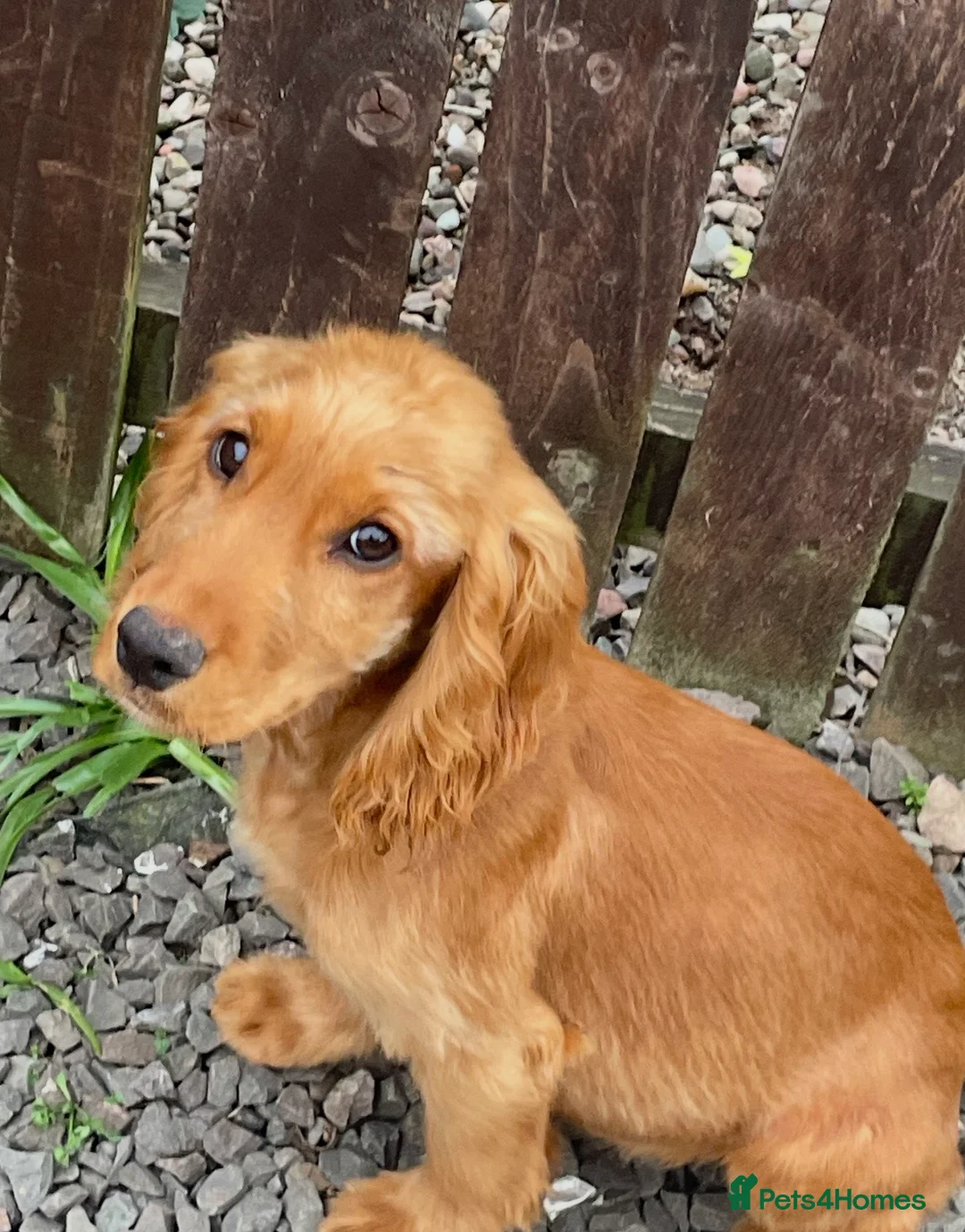 Cocker Spaniel dogs for sale: Cocker Spaniel Puppies - Advert 2