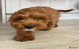 Cavapoo dogs for sale: Cavapoo - Image 7