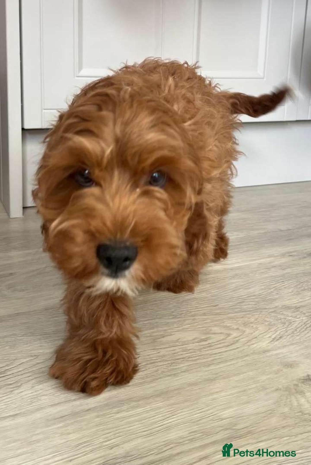 Cavapoo dogs for sale: Cavapoo - Image 7