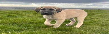 Turkish Kangal Puppy 8