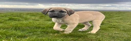 Turkish Kangal dogs for sale: Turkish Kangal puppies  - Advert 21