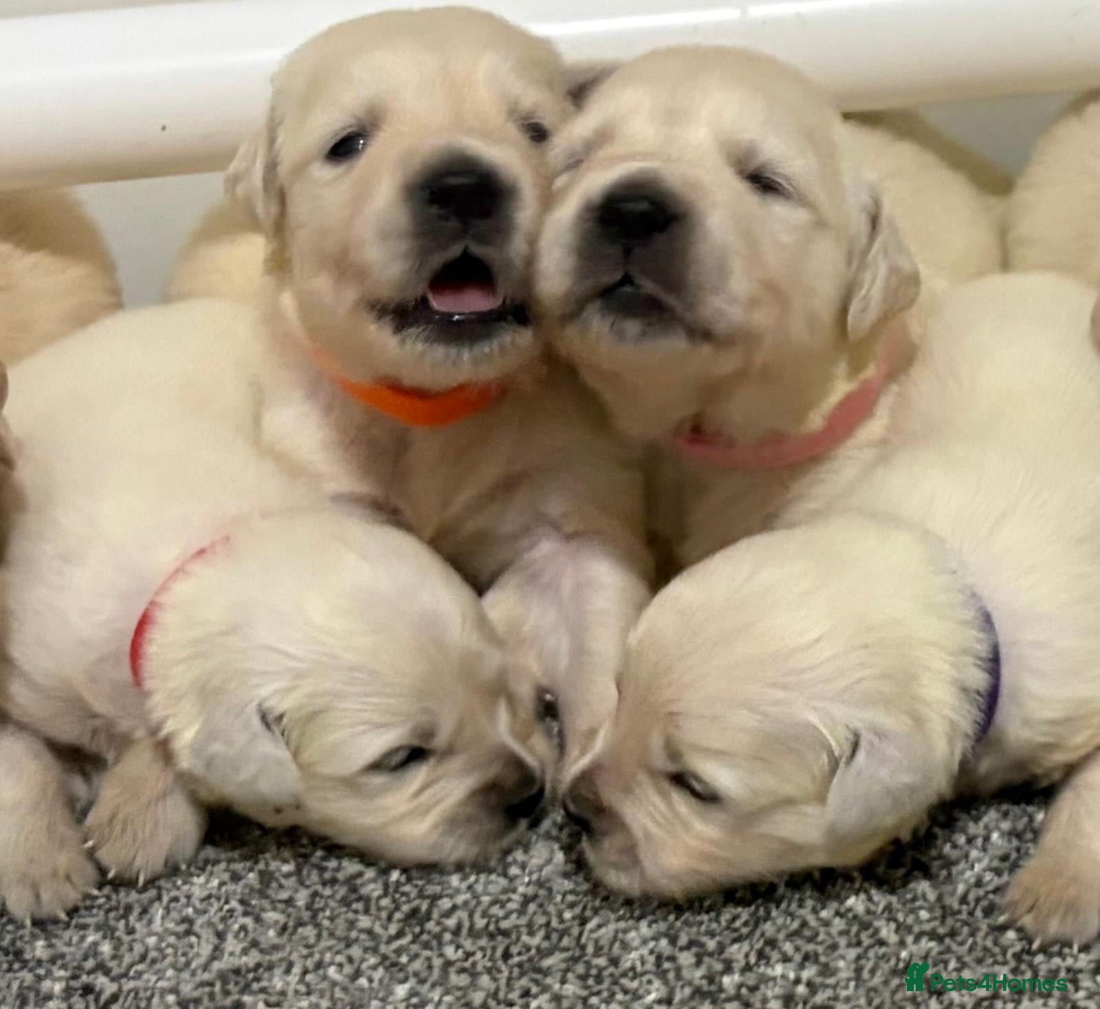 Golden Retriever dogs Beautiful healthy puppies - Advert 1