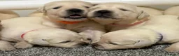 Golden Retriever dogs for sale: Beautiful healthy puppies - Advert 1