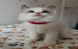 Ragdoll cats for sale: 🐾Tica full pedigree🩷 EU Ragdoll 🐱🐾DNA Clear ❤️ - Image 4