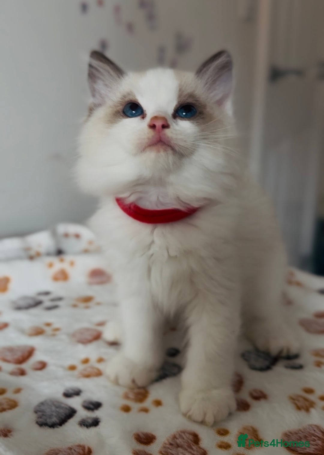 Ragdoll cats for sale: 🐾Tica full pedigree🩷 EU Ragdoll 🐱🐾DNA Clear ❤️ - Image 4