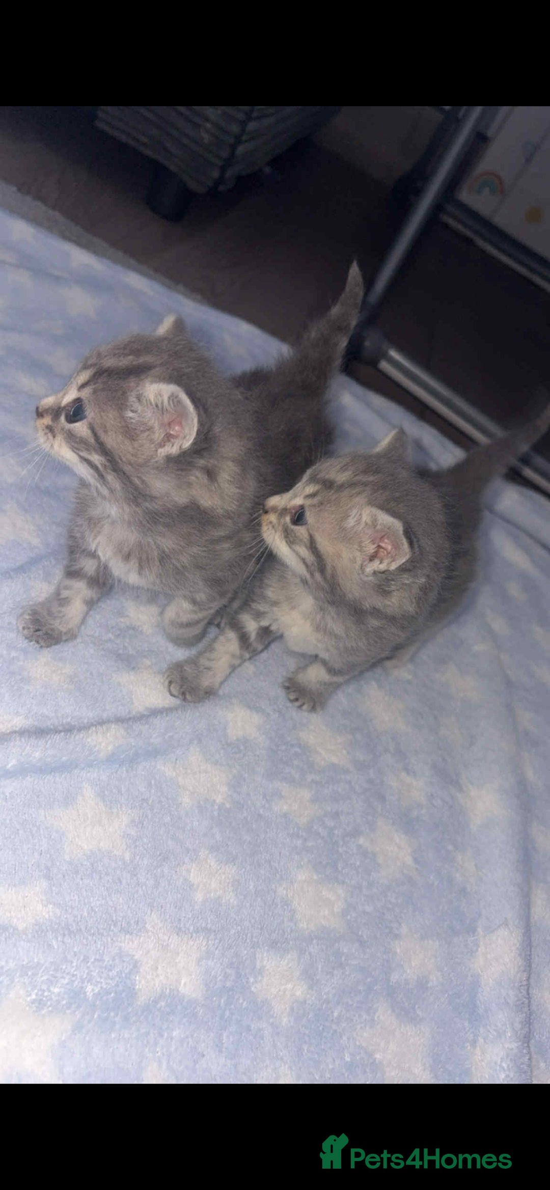 British Shorthair cats for sale: 1 male shorthair💙2 female💗🏡 - Advert 5