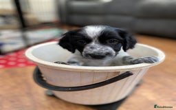 Sprocker dogs for sale: Sprocker Spaniel puppies  - Image 6