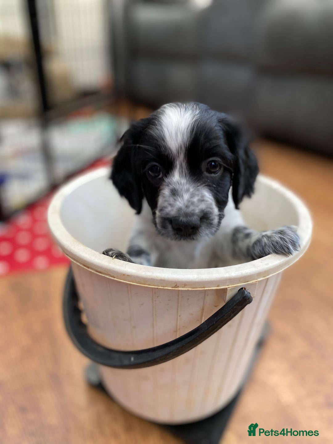 Sprocker dogs for sale: Sprocker Spaniel puppies  - Image 6