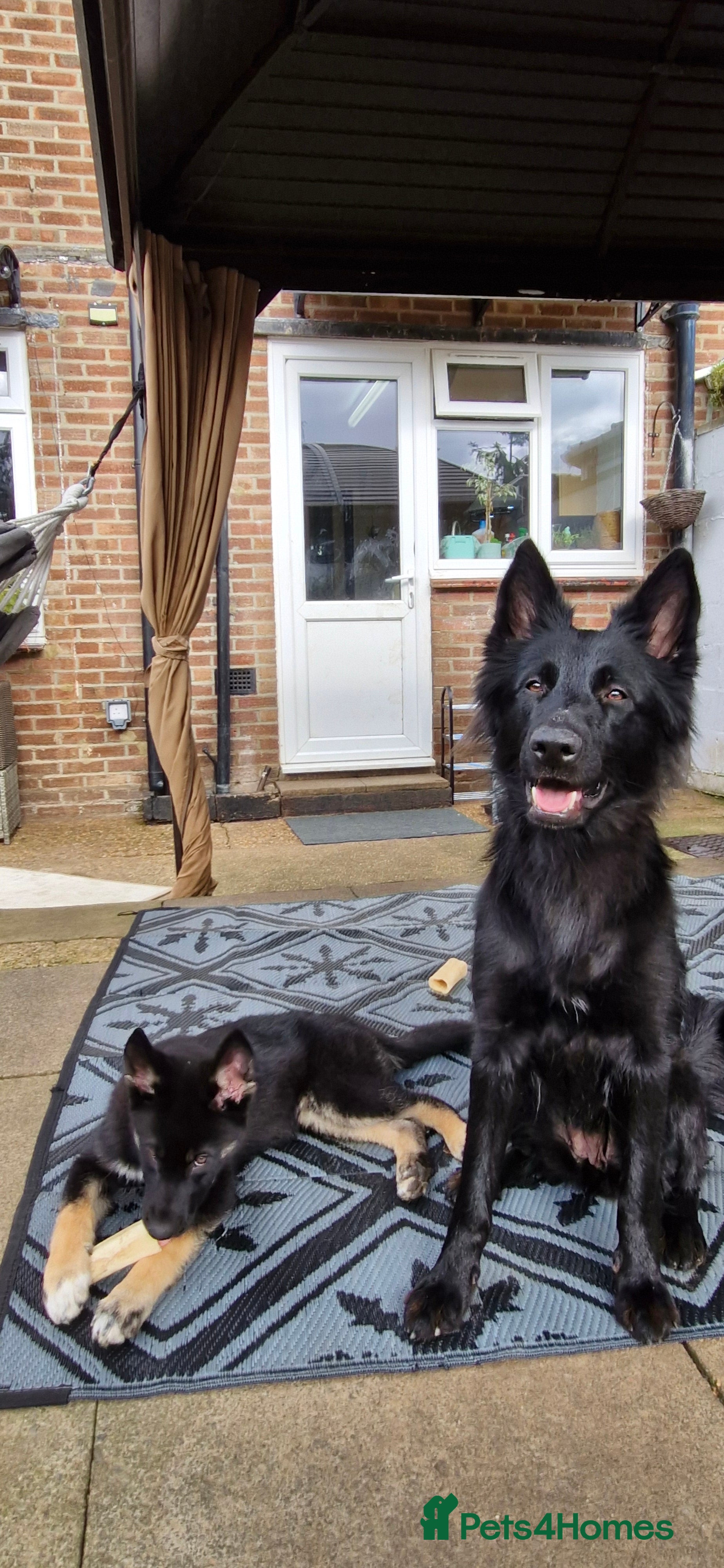 Mixed Breed dogs German sheperd girls  - Advert 2