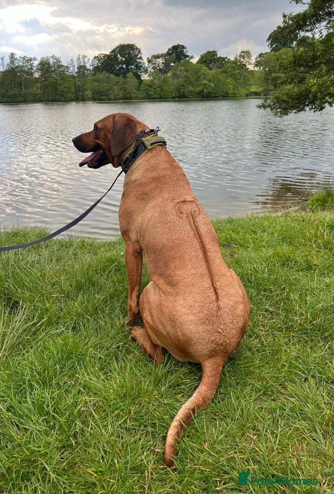 Rhodesian Ridgeback dogs for sale: Gorgeous Rhodesian Ridgeback Puppies  - Image 2