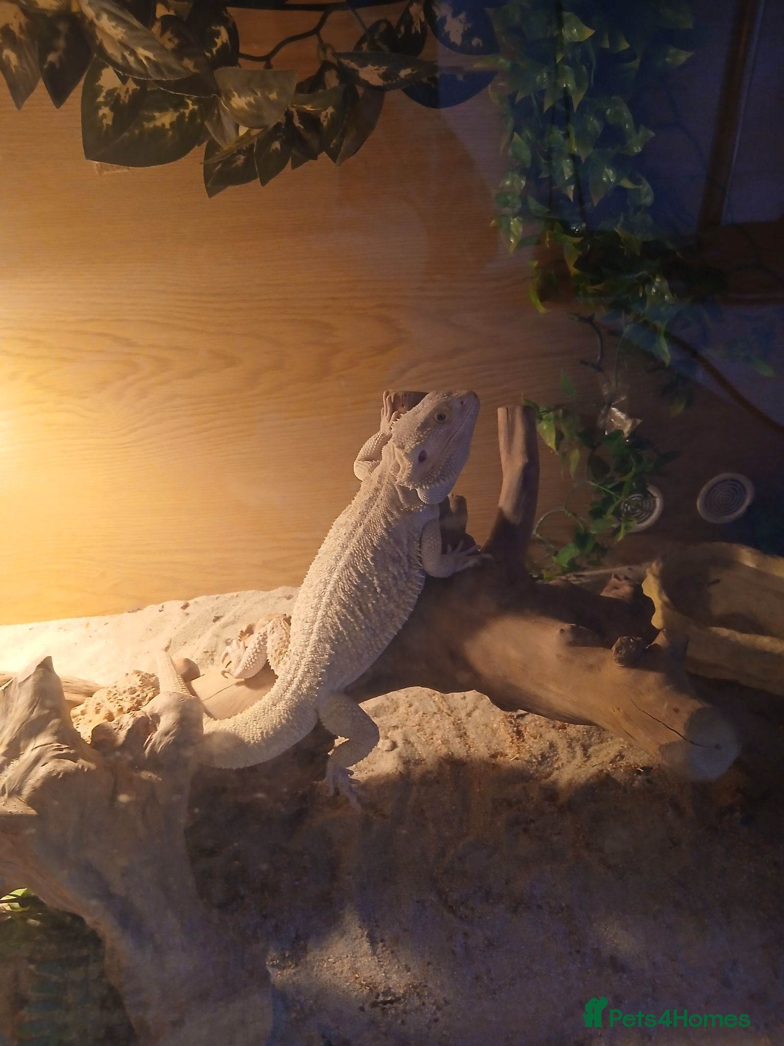 Bearded Dragon reptiles Bearded dragon lizard - Advert 2