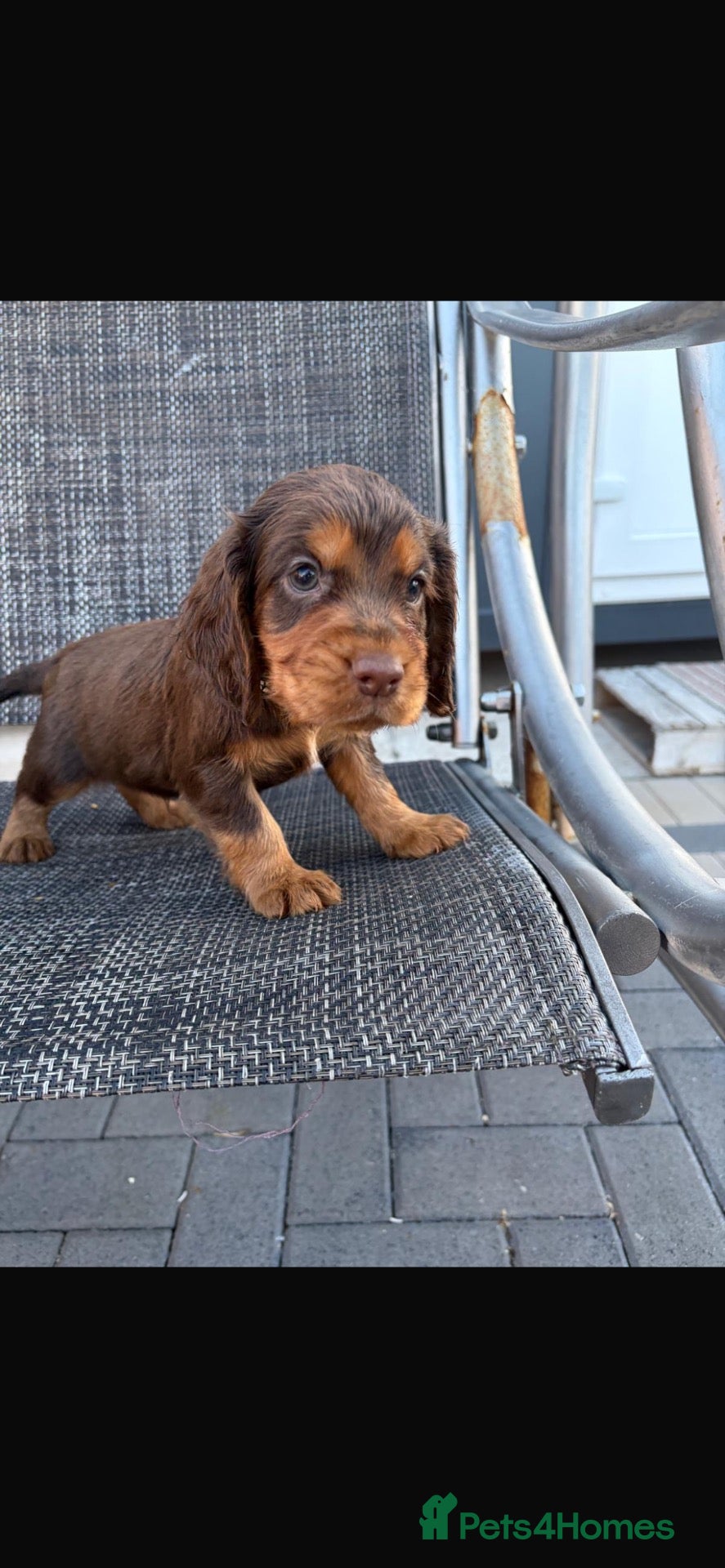 Cocker Spaniel dogs Beautiful working cockers  - Advert 2