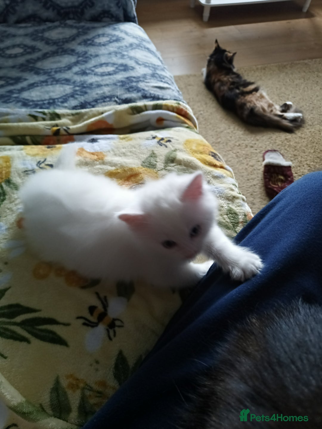 Maine Coon cats for sale: 2 Maine Coon bloodline kittens - Image 6