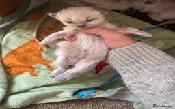 Ragdoll cats for sale: Ragdolls🐈 - Image 3