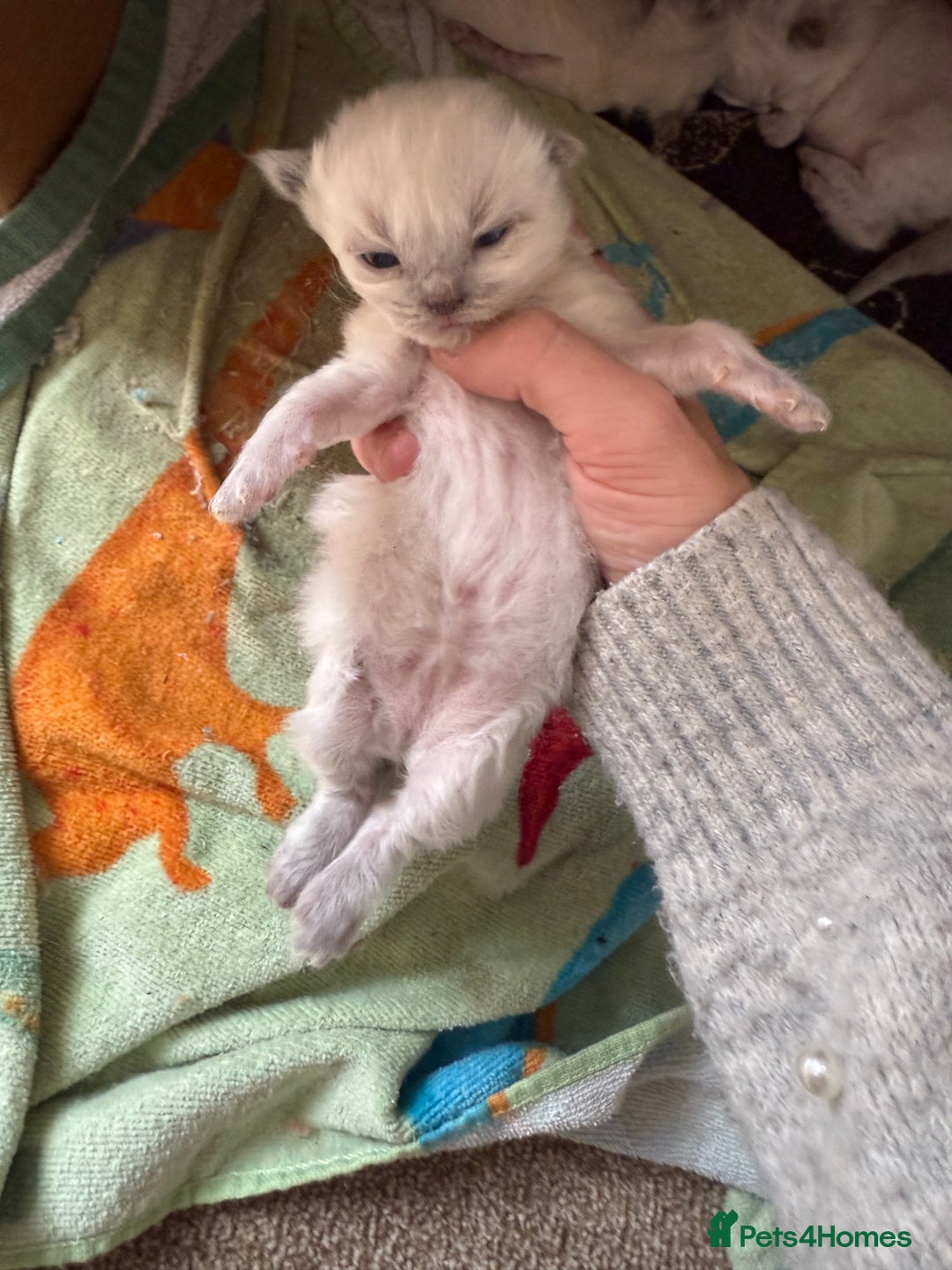 Ragdoll cats for sale: Ragdolls🐈 - Image 3