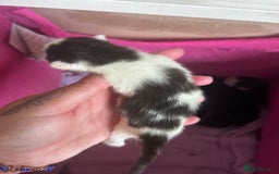Mixed Breed cats for sale: Beautiful kittens  - Image 8