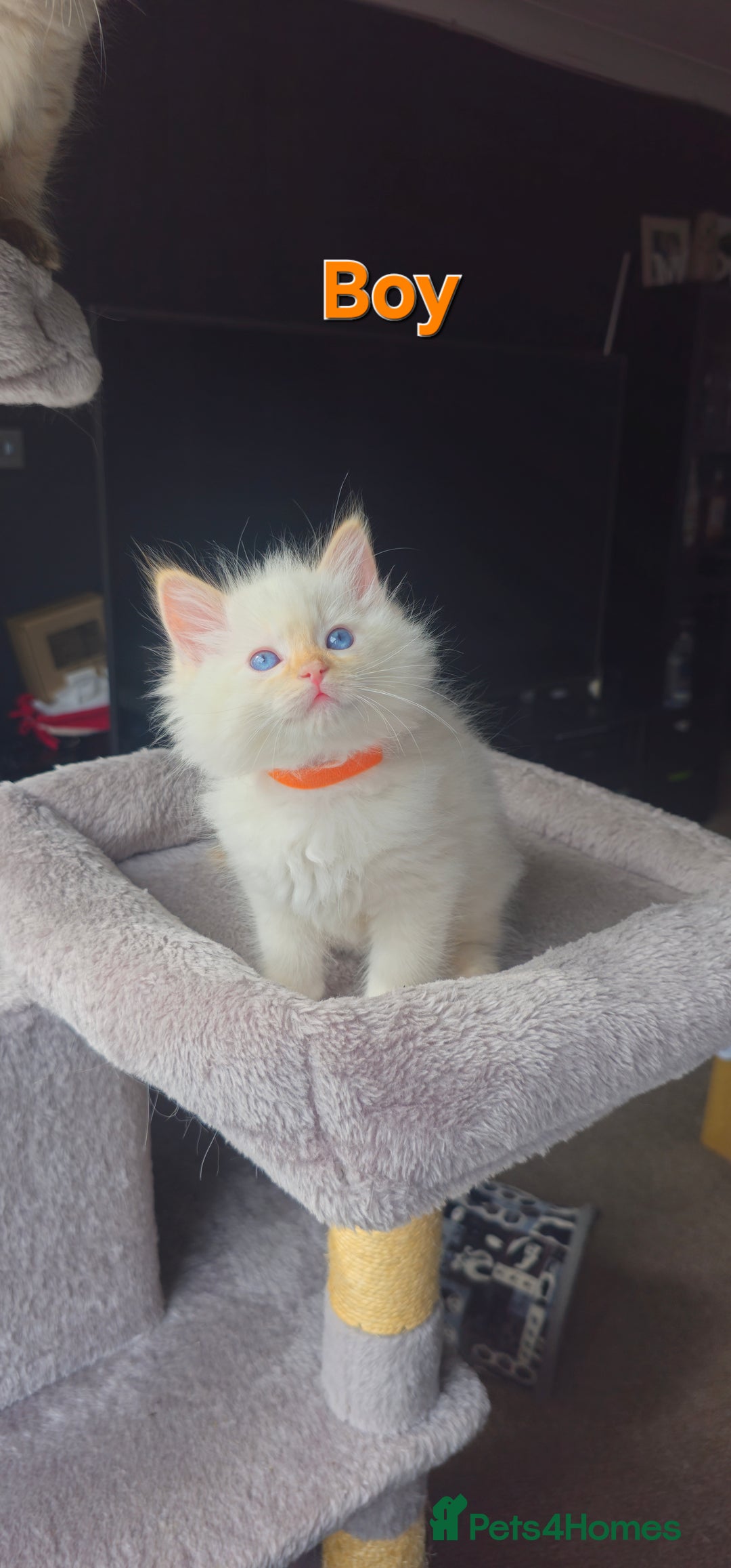 Ragdoll cats for sale: Ragdoll kittens  - Image 13