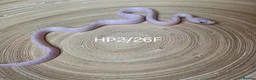 Corn Snake reptiles for sale: Palmetto and caramel palmetto corn snakes  - Advert 13