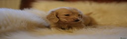 Miniature Dachshund dogs for sale: Beautiful cream miniature longs  - Advert 1