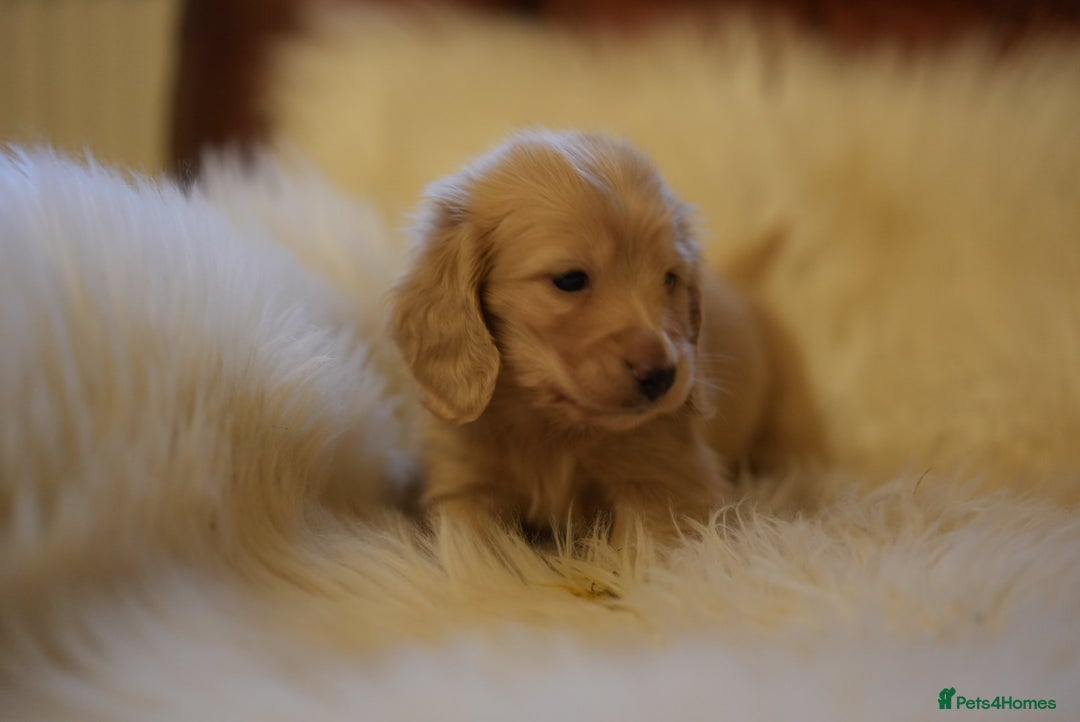 Miniature Dachshund dogs for sale: Beautiful cream miniature longs  - Advert 1