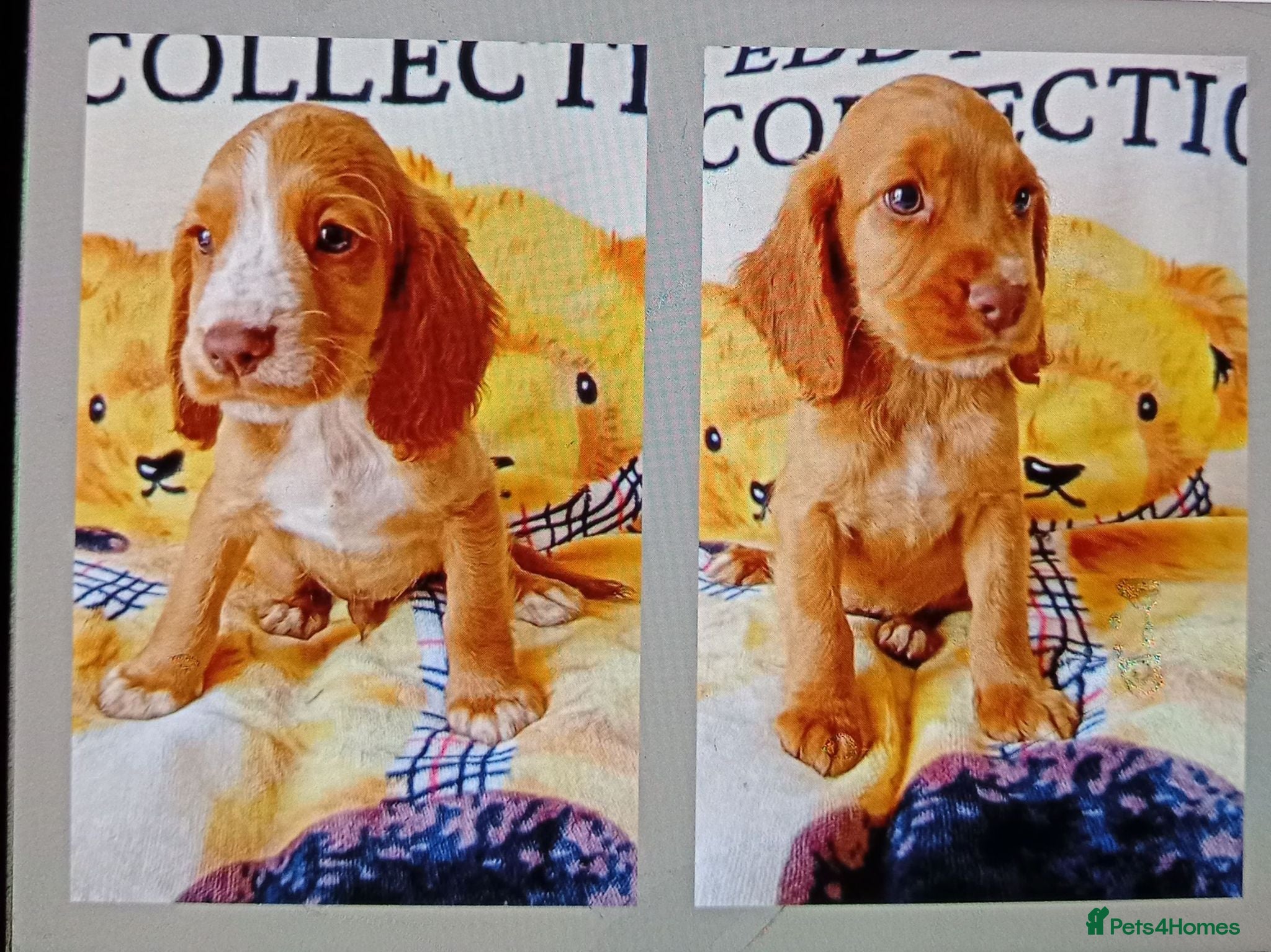 Cocker Spaniel dogs Now had both injections last 3 handsome boys  - Advert 1