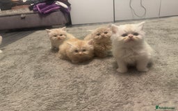Persian cats for sale: X Persian kittens  - Image 1