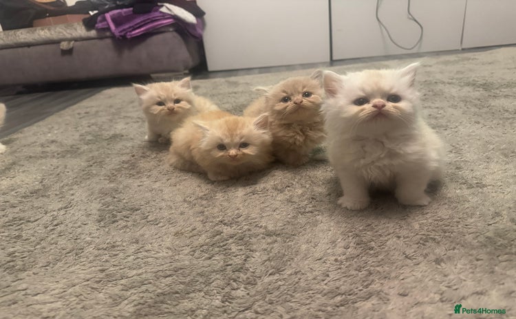 Persian cats - Advert 3
