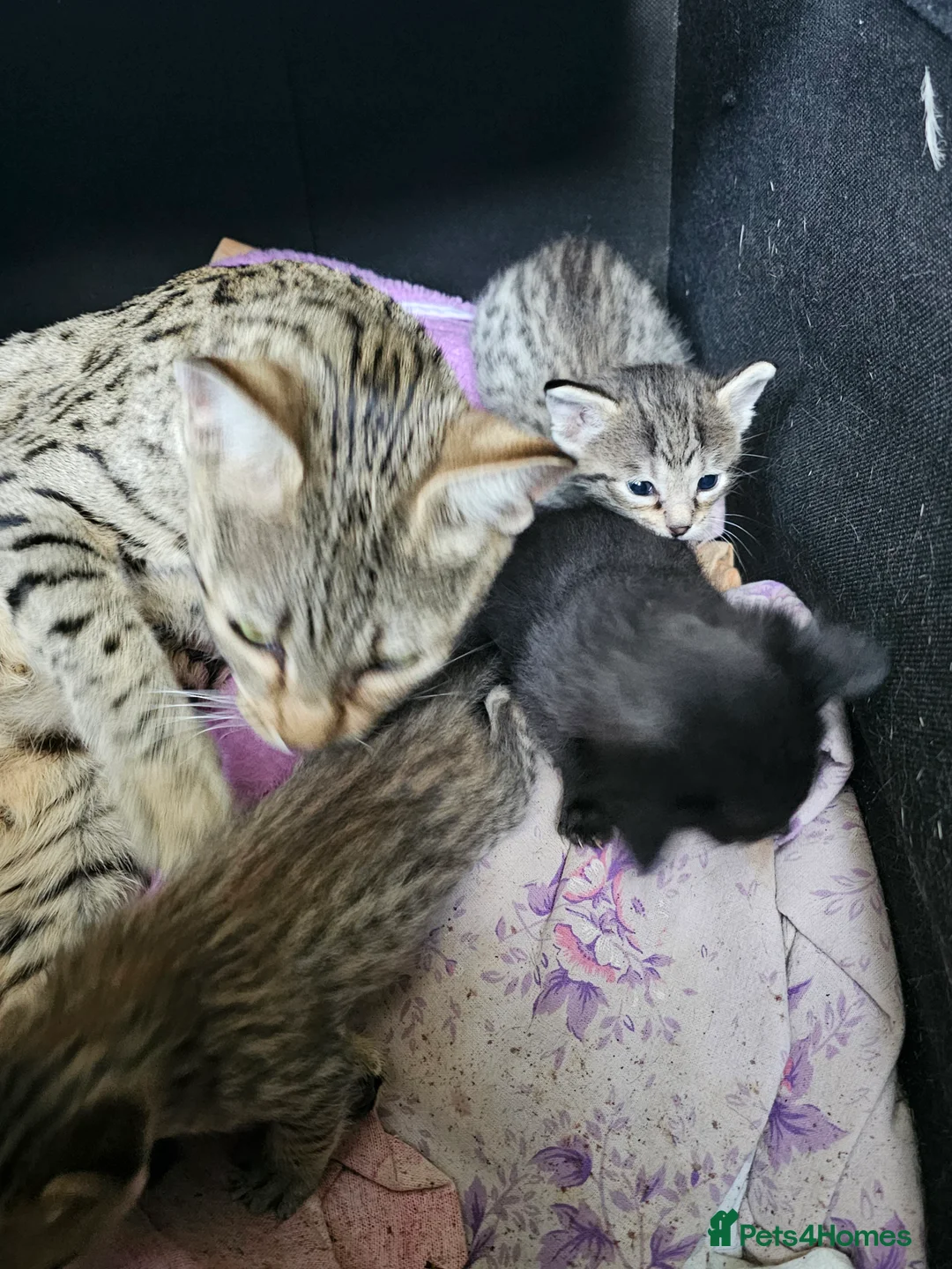 Savannah cats for sale: Gorgeous F4 Savannah Kittens - Advert 10