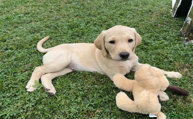 Labrador Retriever dogs - Advert 5