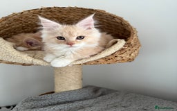 Maine Coon cats for sale: 🐾TICA registered Maine Coon Kittens🐾 - Image 21