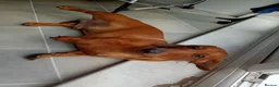 Miniature Dachshund dogs for sale: * tan miniature daschaund *  - Advert 6